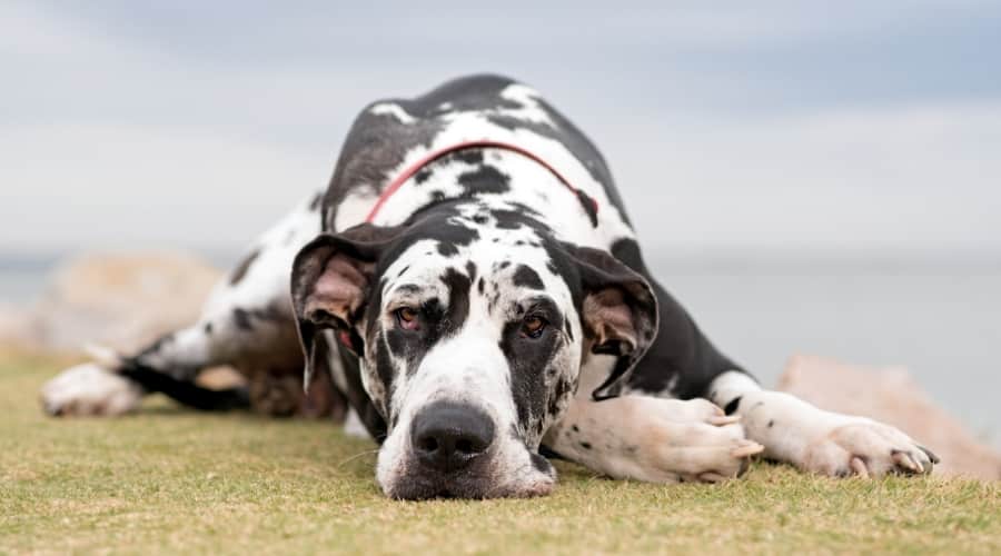 Giant Breed Spotted Dog Laying Down