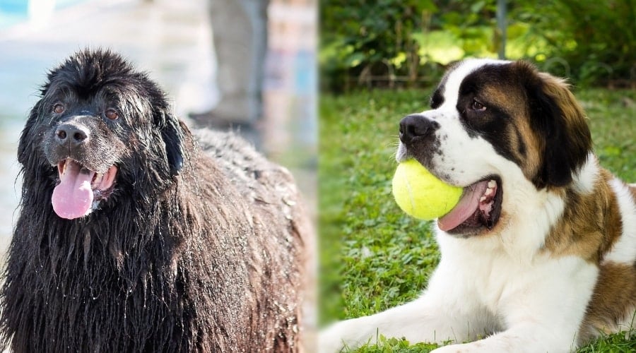 Giant Dog Breeds Playing Outside With Toys