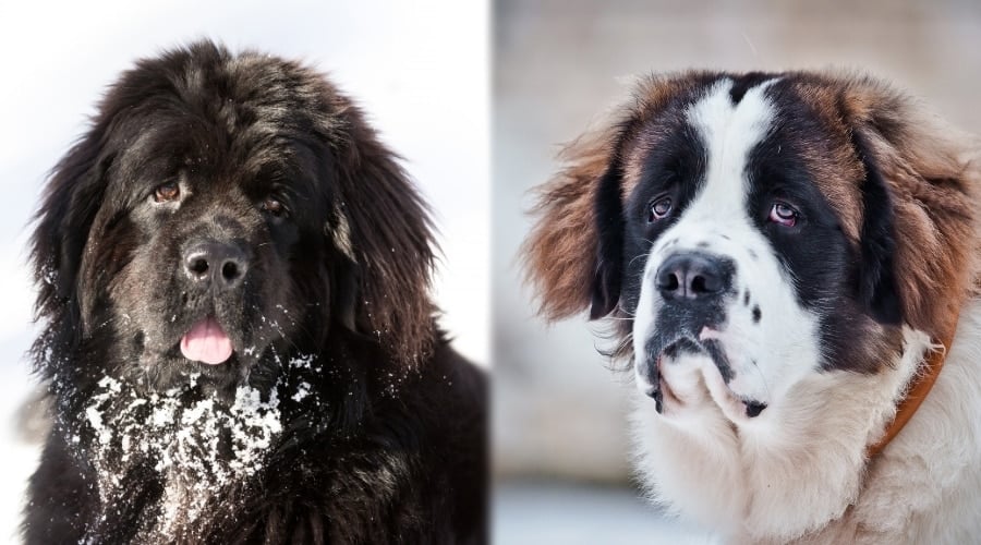 Giant Dog Breeds in Snow