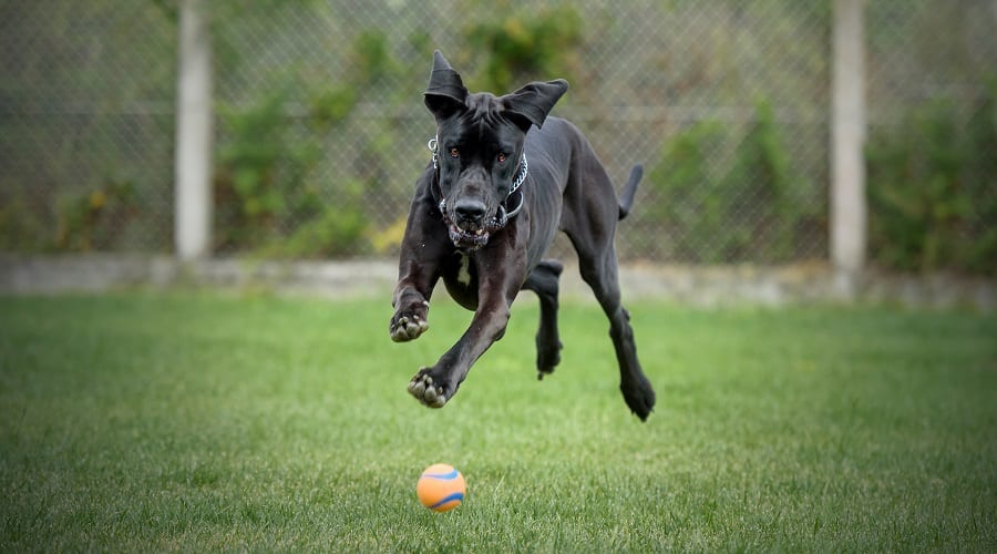 Giant Dog Chasing Toy