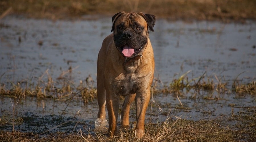Giant Dog Playing in Marsh