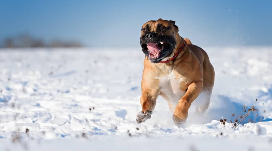 Giant Dog Playing in Snow Running