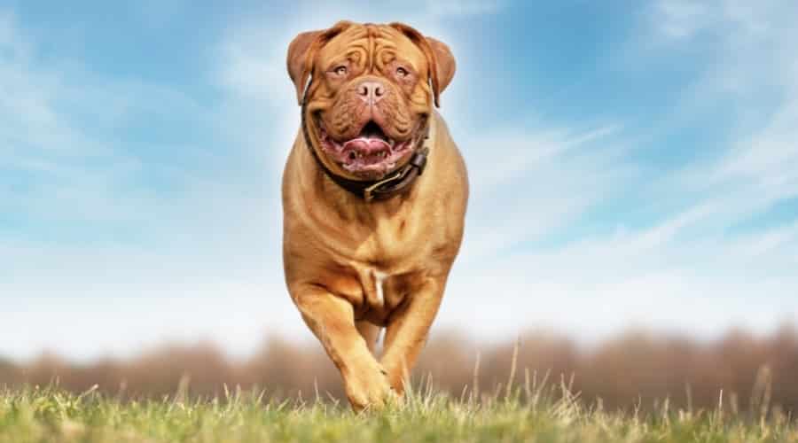 Giant Dog in Field