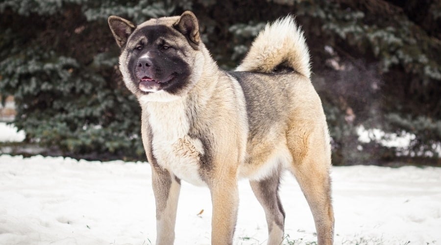 Giant Dog in Snow