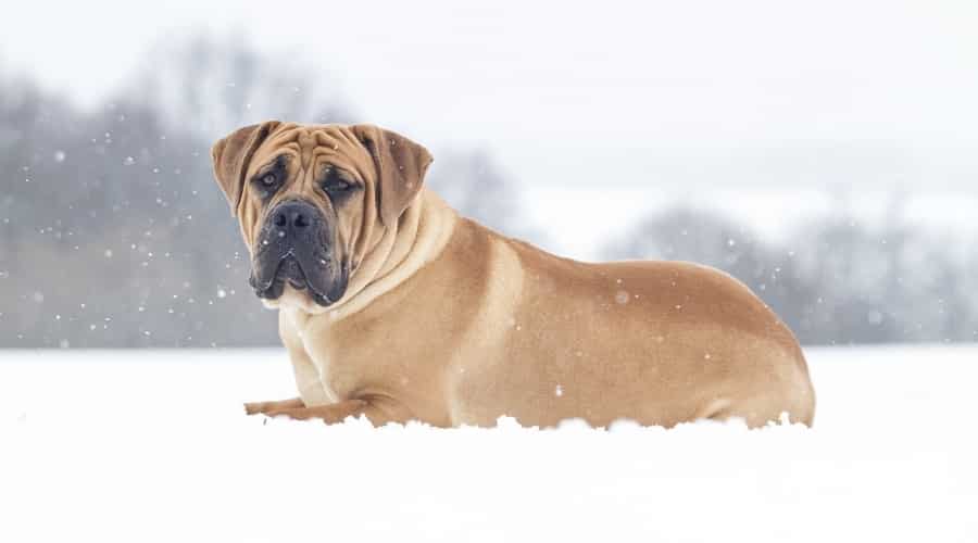 Giant Dog in Snow Outdoors