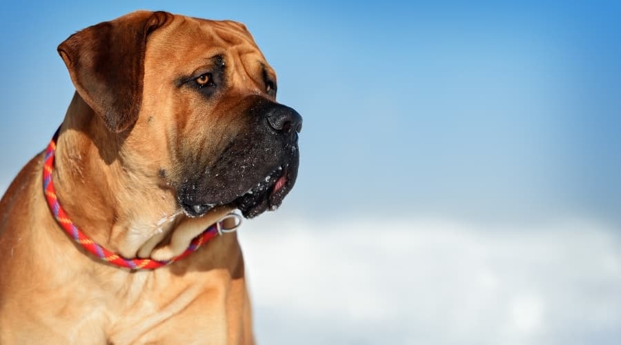 Giant Dog in Snow