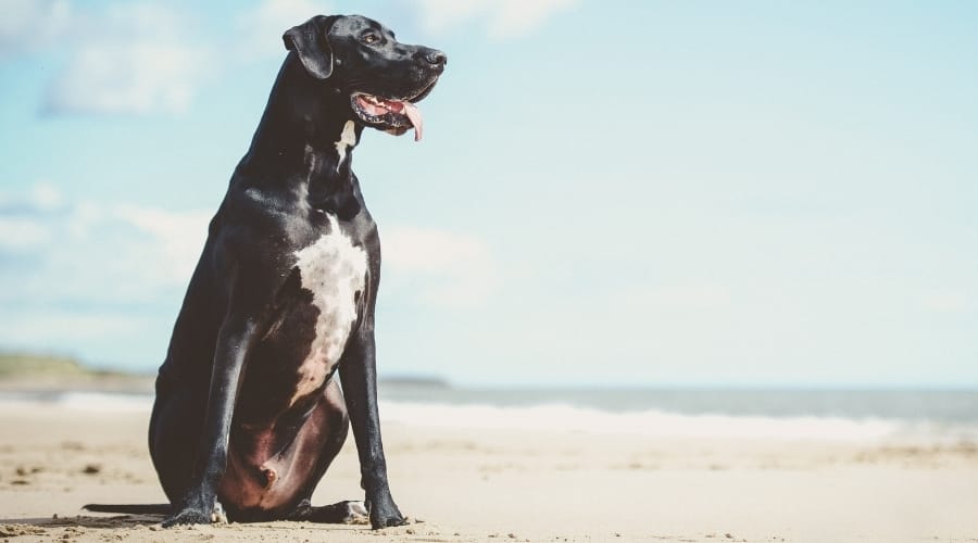 Giant Dog on Beach