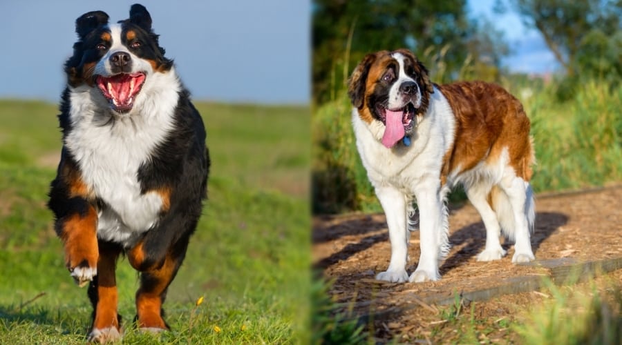 Giant Dogs Outdoors Running Around