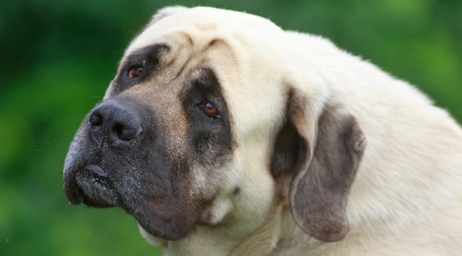 Giant English Mastiff