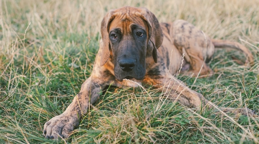 Giant Healthy Brindle Puppy Outdoors