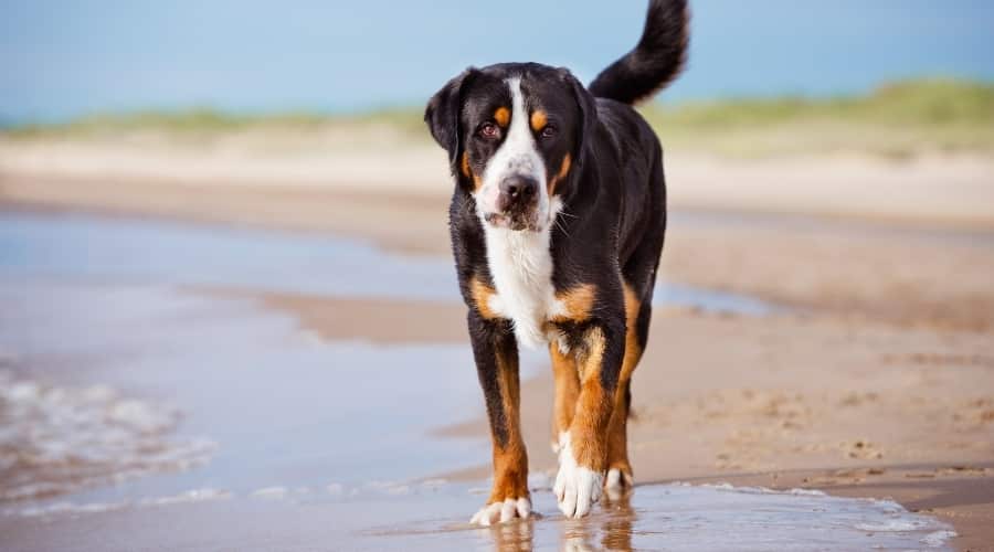 Giant Male Dog Walking on Beach