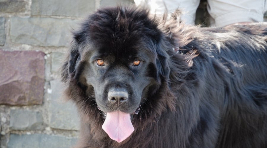 Giant Newfie Outside