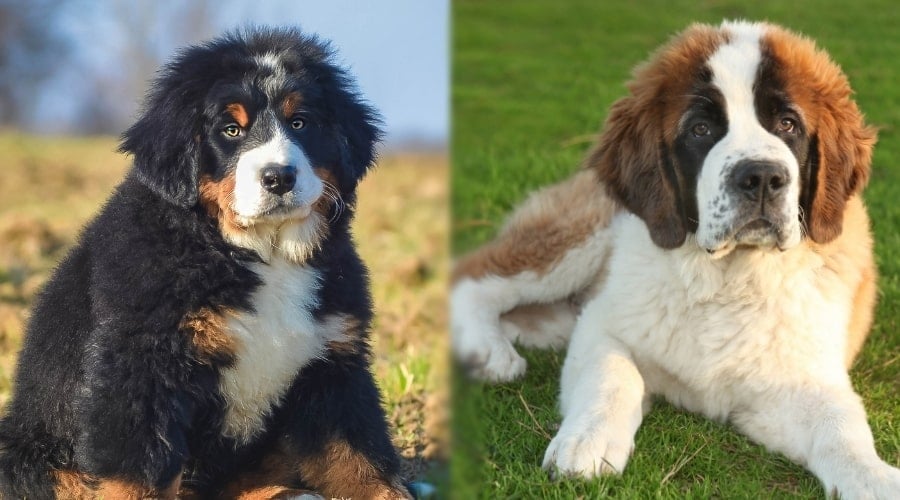 Giant Puppies Training Outdoors