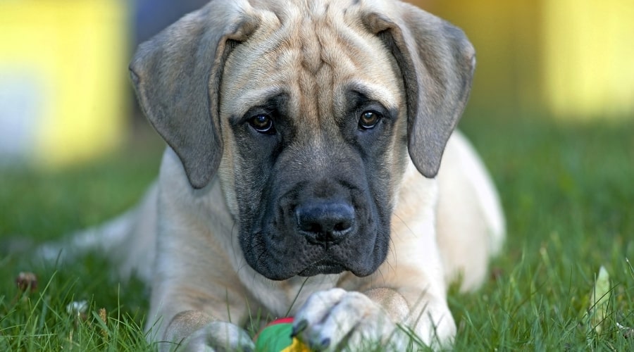 Giant Puppy Playing with Ball