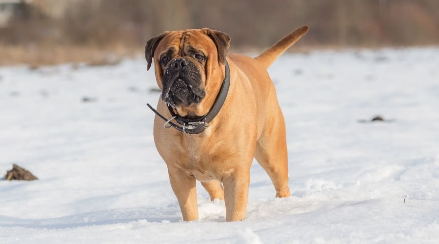Giant Rescue Dog Outdoors