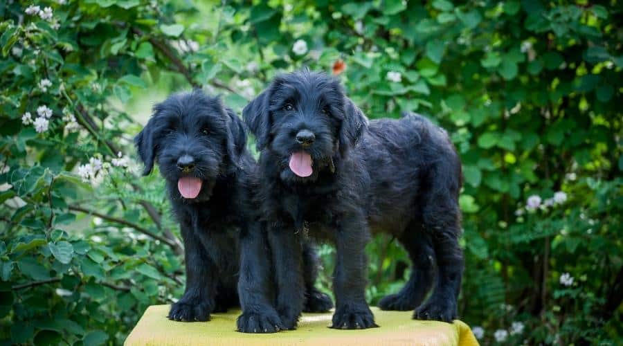 Giant Schnauzer puppies
