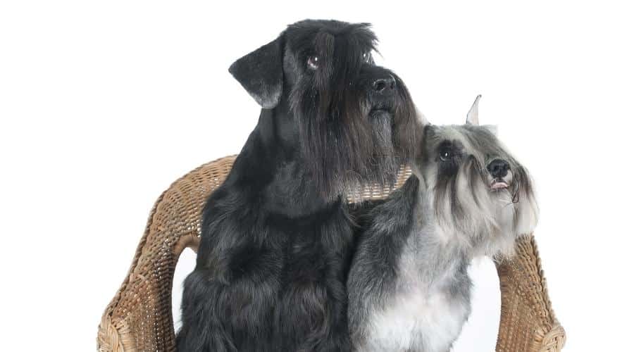Schnauzer one black and one grey sitting in a chair