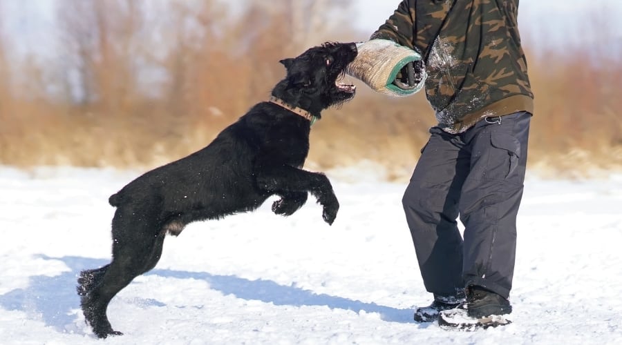 Giant Schnauzer doing bite work.