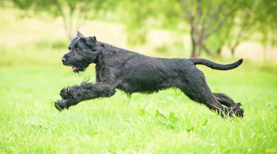Black dog running