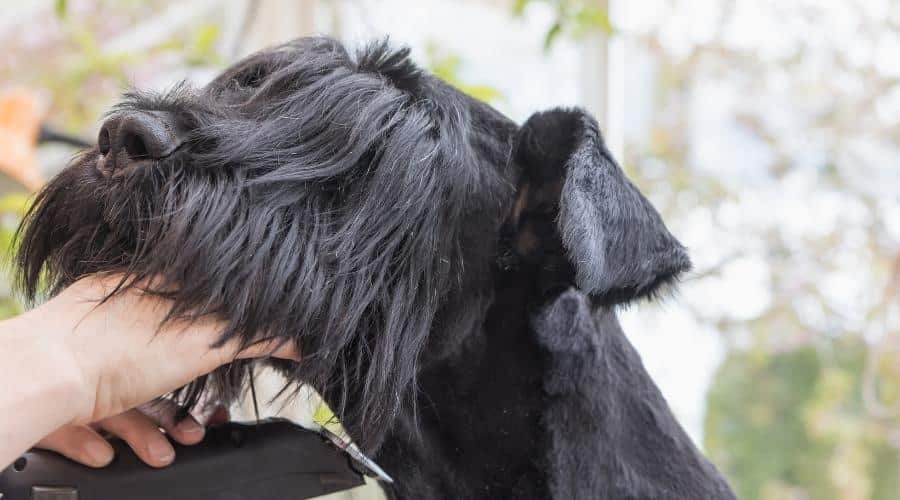 Dogr being groomed with shears