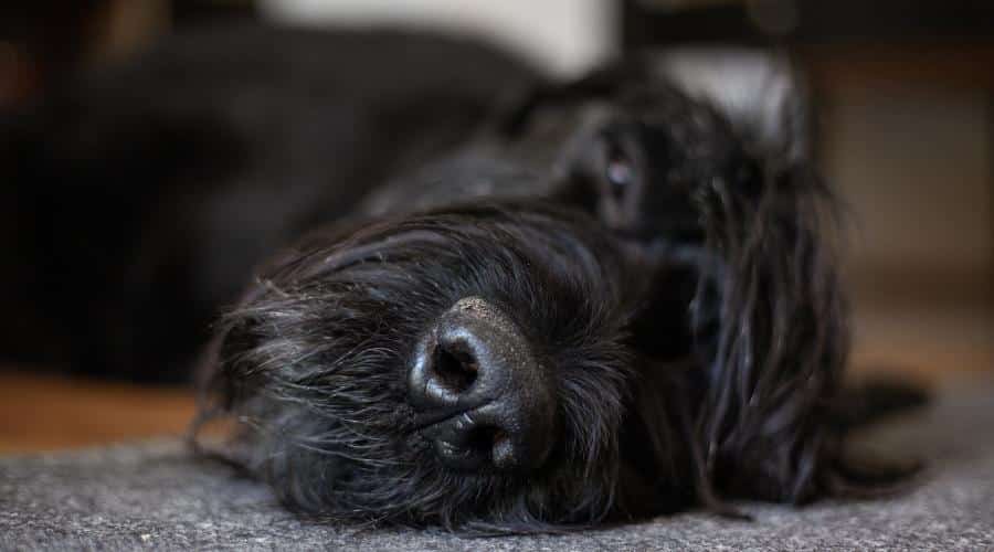 Large black dog sleeping