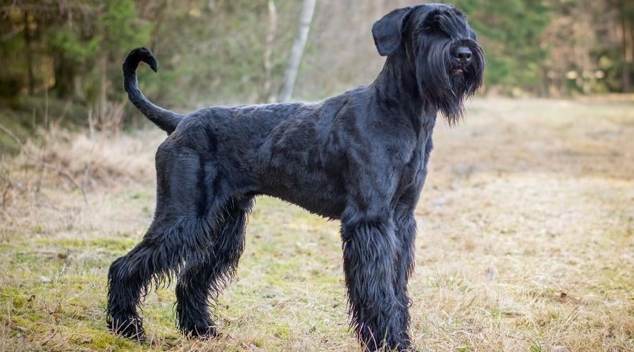 Giant Schnauzer standing tall in field