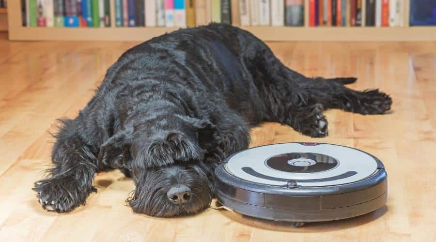 Dog sleeping next to a robot vacuum