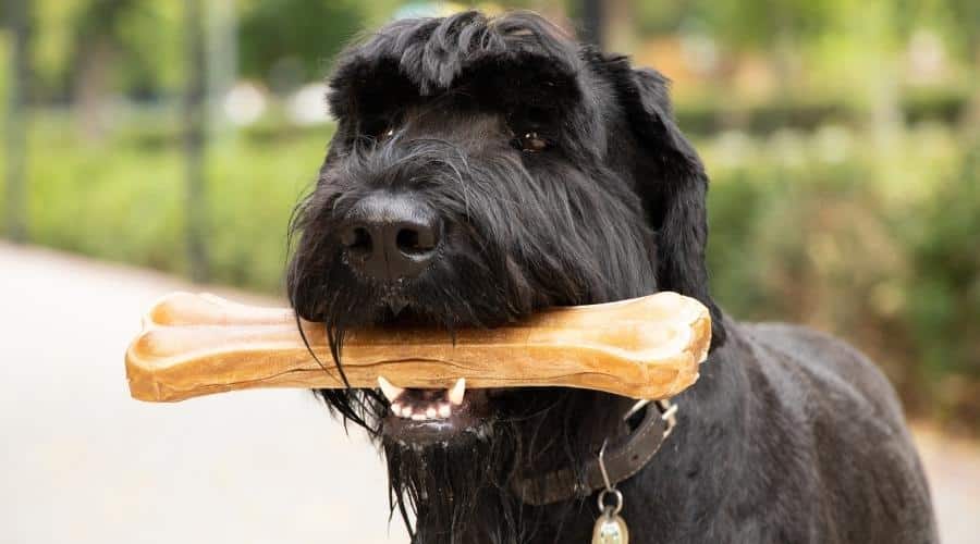 Dog with bone in mouth