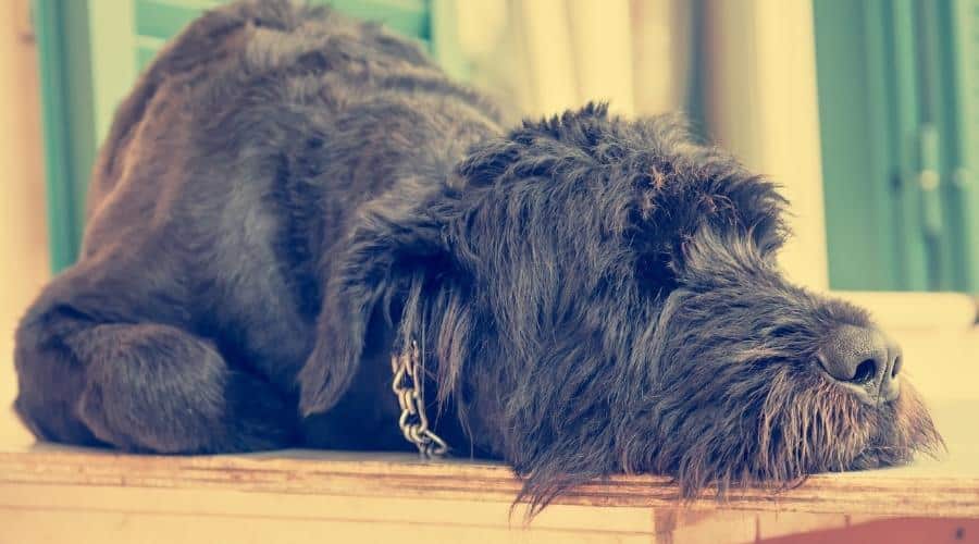 Dog laying down