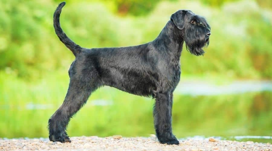 Black dog standing outside