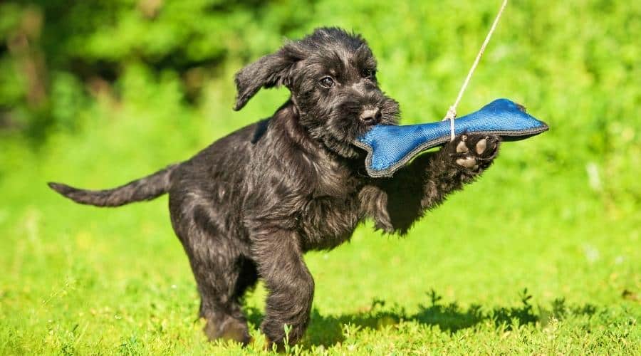 Puppy chasing a toy