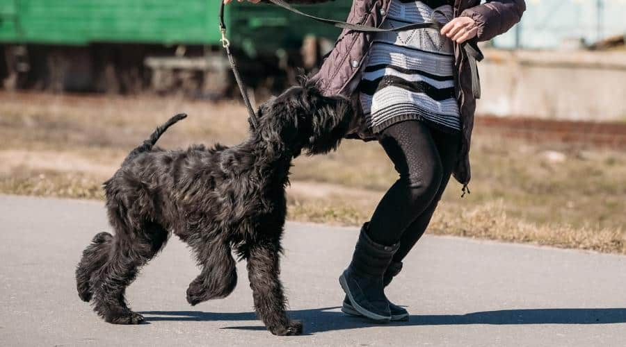 Giant Schnauzer Training
