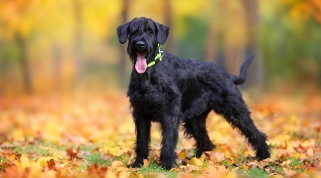 A black Giant Schnauzer standing in fallen orange leaves. 