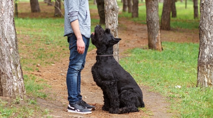 Giant Schnauzer With Owner