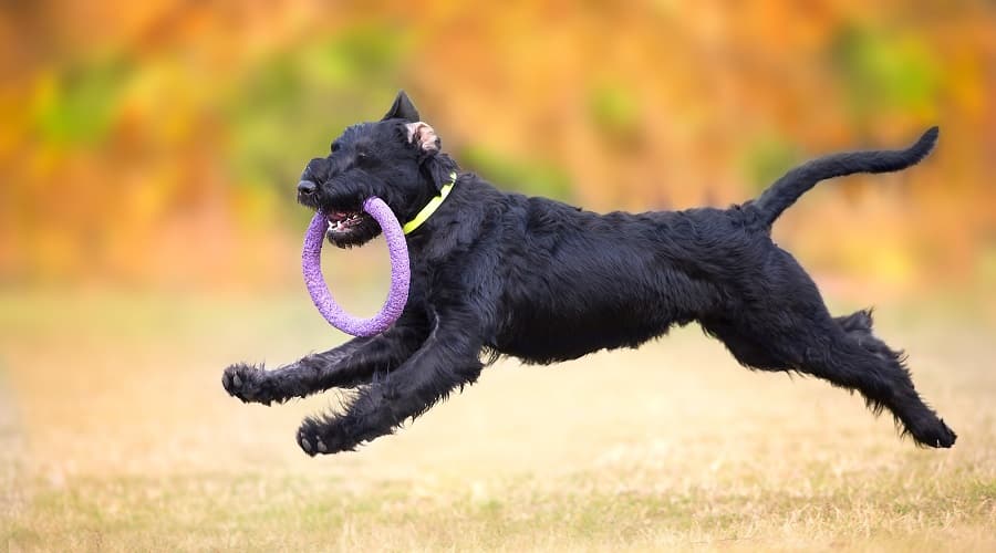 Giant Schnauzer with Dog Toy