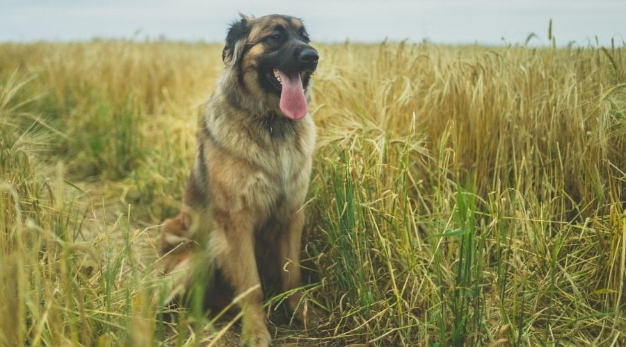 Giant breed dog outdoors