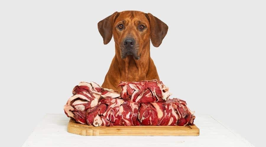 Giant dog with meat.