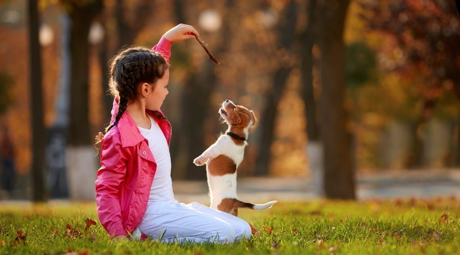 Girl Playing With Jack Russell