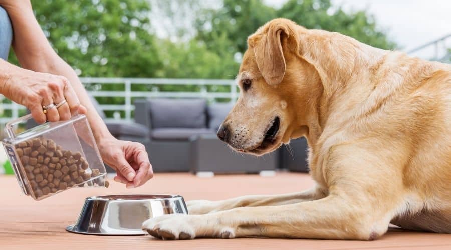 Girl feeding dog kibble into bowl