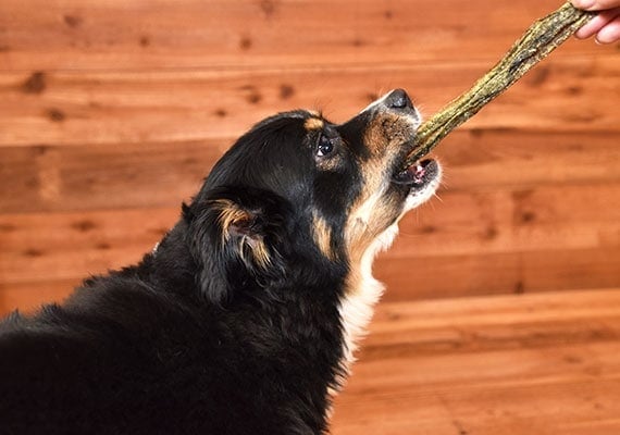 Giving Australian Shepherd a Fish Skin Chew as a treat