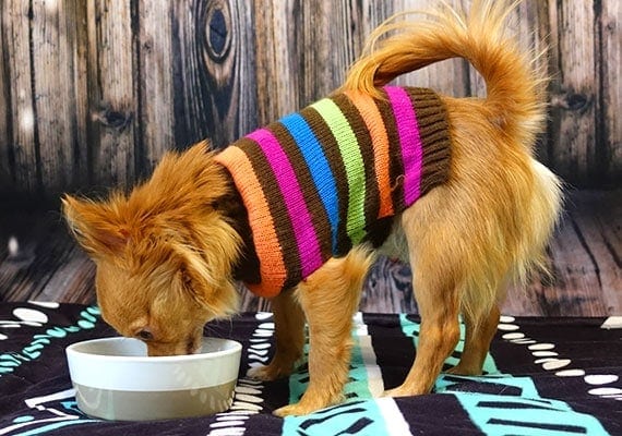 Gizmo, the long-haired Chihuahua, eating from small Waggo Dipper ceramic dog bowl