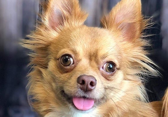 Gizmo, the long-haired Chihuahua, small plastic dog bowl tester