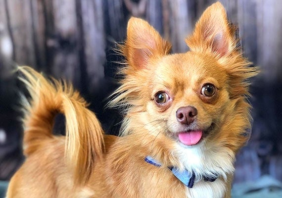 Gizmo, the long-haired Chihuahua, small ceramic dog bowl tester
