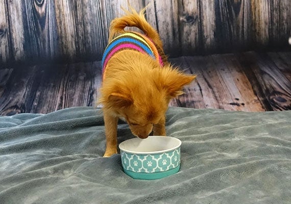 Gizmo, the long-haired Chihuahua, testing the best small ceramic dog bowl by Bone Dry