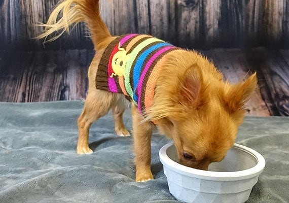 Gizmo, the long-haired Chihuahua, eating from Van Ness plastic dog bowl