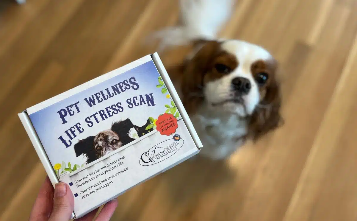 Glacier Peak Holistics pet wellness life stress scan test and dog