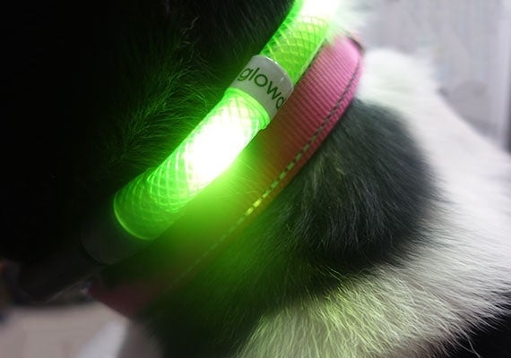 Glowdoggie Ultra LED dog collar on border collie shining bright during the day