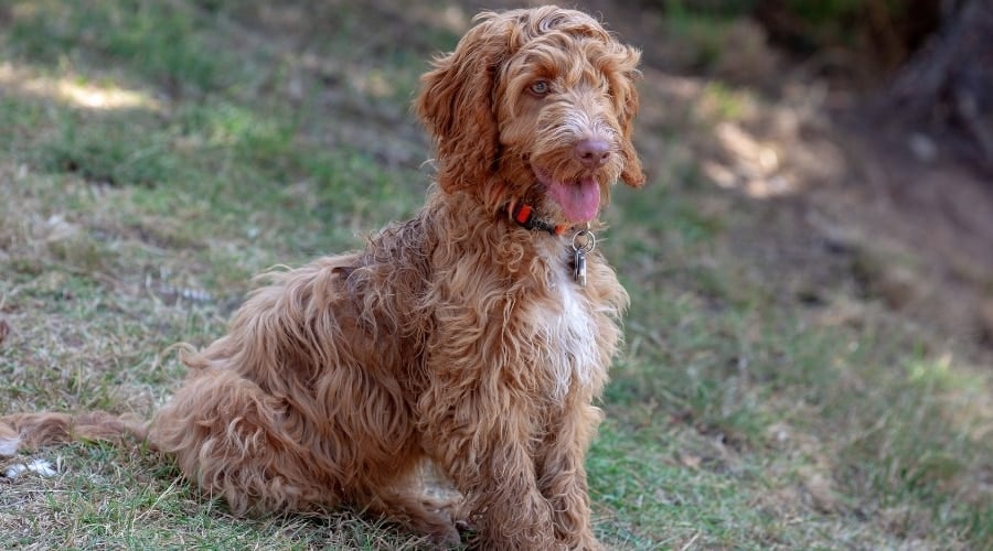 Gold and White Coated Dog in Training