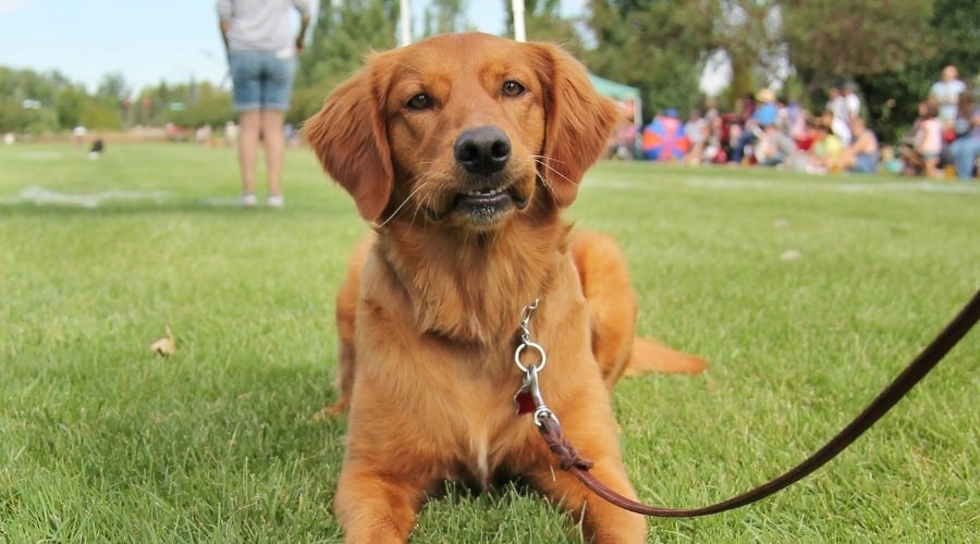 Goldador Laying in Park
