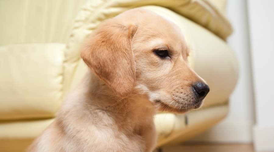 Goldador Puppy